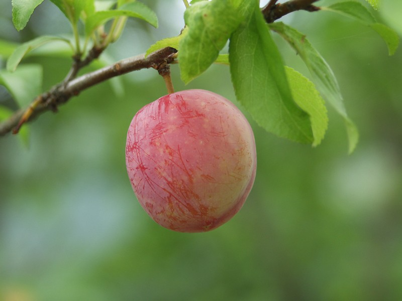 Japanese Plum Cuttings (Prunus salicina) - Red & Yellow, White Spring Flowers, Edible Fruit