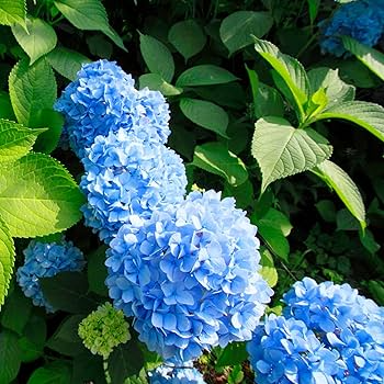 Blue Hydrangea Plant (Hydrangea macrophylla) - Fully Rooted Cutting 3-8" Tall