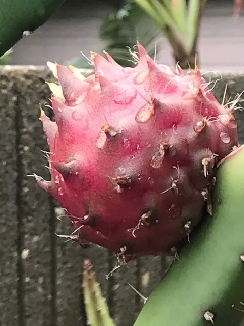 Black Africanis Dragon Fruit Cuttings (8-10") - TLM Variety, Near-Black Skin, Red Flesh, Self-Fertile
