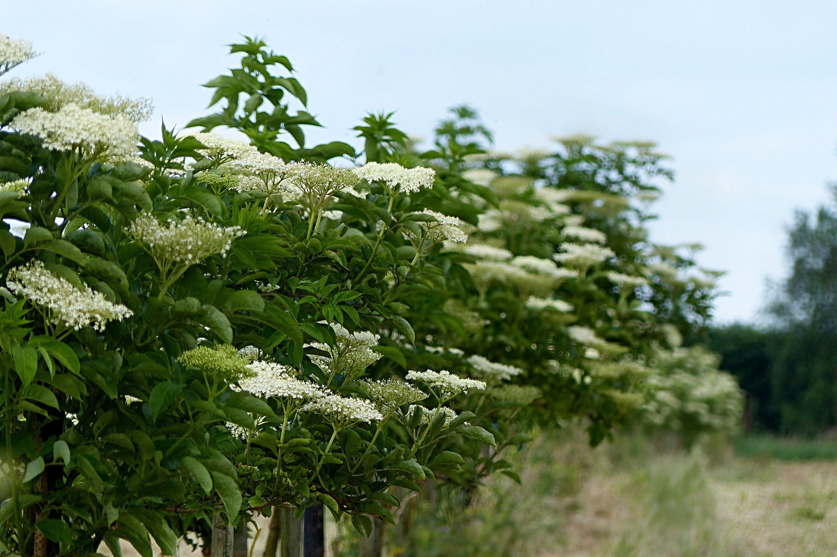American Elderberry Cuttings - 10 Unrooted Sambucus canadensis Cuttings - Organic Appalachian Grown