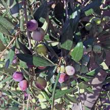 Arbequina Olive Tree Starter Plant - Olea europaea, 5+ inches, Drought-Tolerant, Zones 8-11