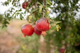 Pomegranate Unrooted Cuttings 6-8" (4) Punica Granatum - For Rooting & Propagation