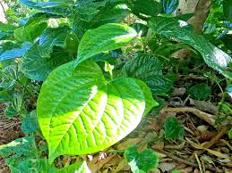 Piper Sarmentosum Bareroot Cuttings (12) Wild Betel Leaf - Thai Herb, Rooting Cuttings