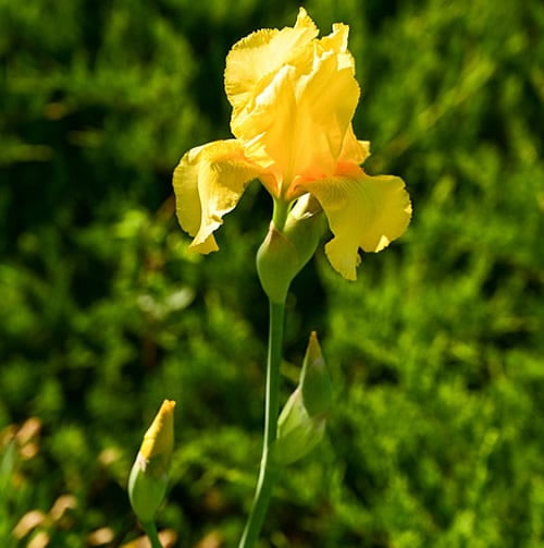 Yellow Water Iris Plants - 5 Bare Root Starter Plants for Ponds & Wet Soils (Zones 3-9)