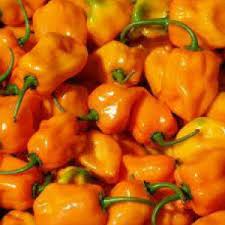Habanero Pepper Seeds (Capsicum chinense) - 30 Non-GMO Seeds for Salsas & Hot Sauces