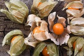 Golden Berry 'V' Pineapple Fresh Cuttings for Rooting (Physalis peruviana) – 6 Unrooted Cuttings