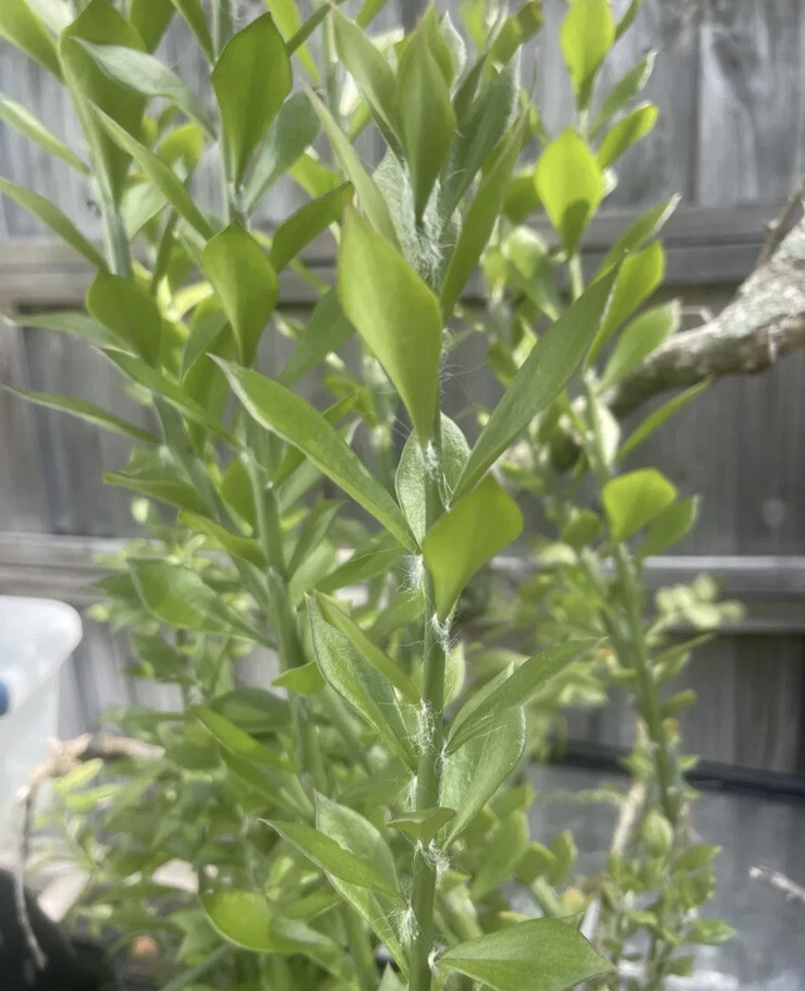 Pereskiopsis Cuttings - 10 Unrooted 2-4" Grafting Stock Stems (USDA 10-12)