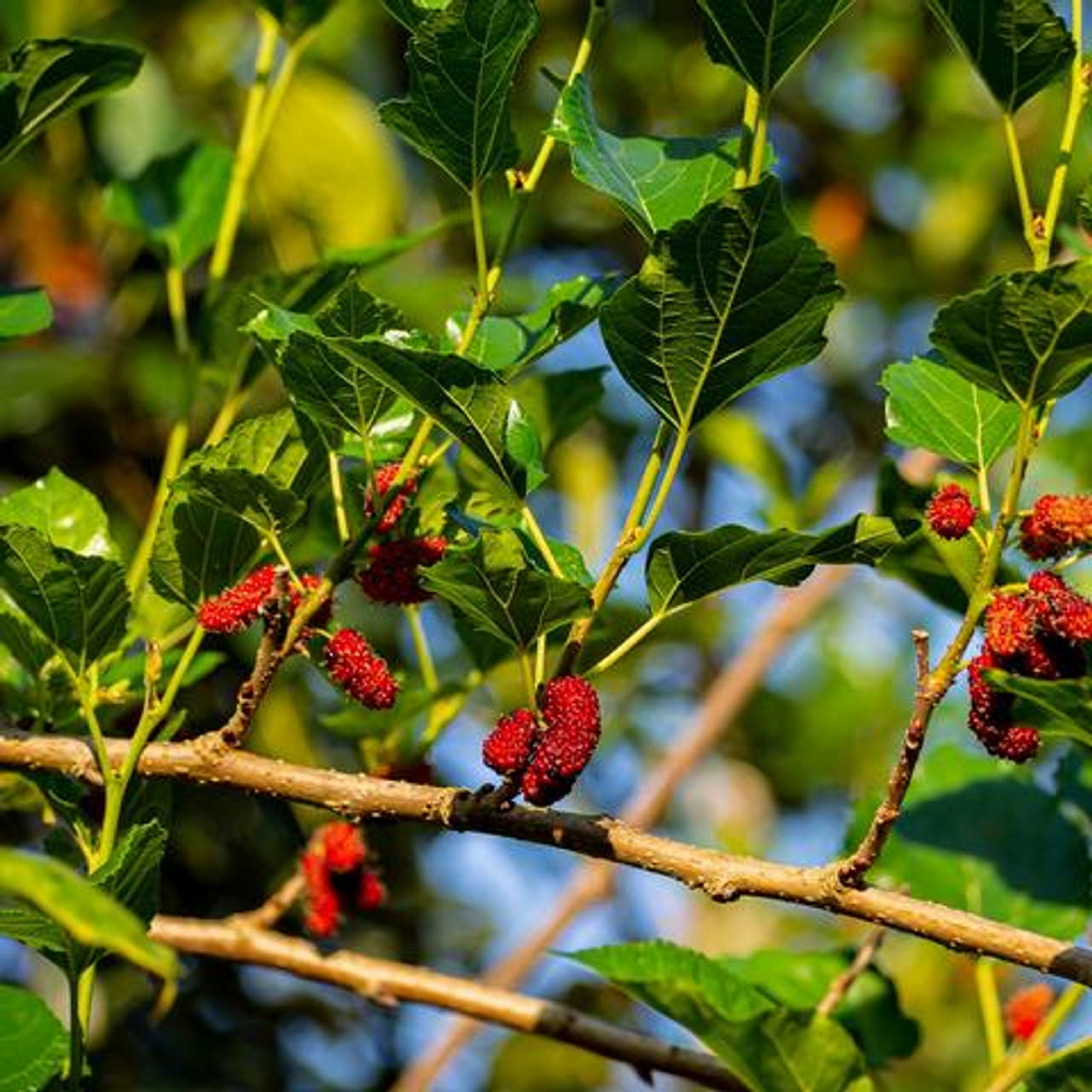 Red Mulberry Tree Cuttings (Morus rubra) - 12 Unrooted Cuttings