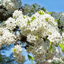 Cleveland Pear (Pyrus calleryana) 10 Unrooted Cuttings - Ornamental Pear, Fast-Growing Shade Tree