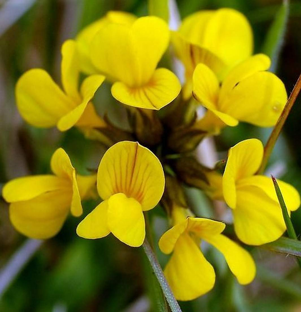 Bird’s Foot Trefoil Seeds (Lotus corniculatus) - 500 Seeds, Non-GMO Ground Cover Wildflower