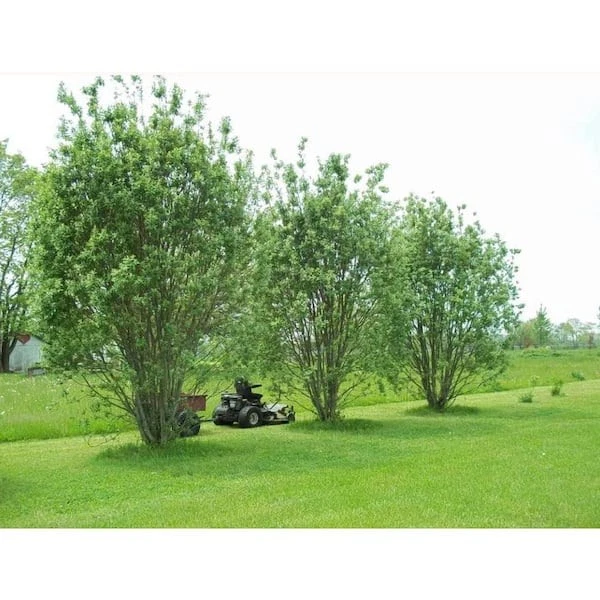 Pussy Willow Tree Cuttings - 10 Unrooted Salix discolor, Fast-Growing Hedge or Tree (Zones 5-8)