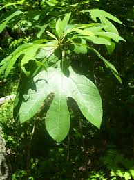 Sassafras albidum Cuttings - 10 Fresh Unrooted Cuttings for Edible/Wildlife/Ornamental Uses