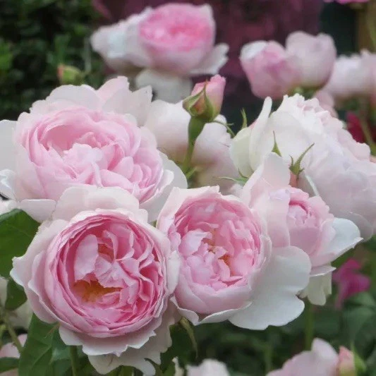 Scepter'd Isle Rose - English Shrub Rose Cuttings, 3 Unrooted 6" Stems, Apricot-Pink Flowers