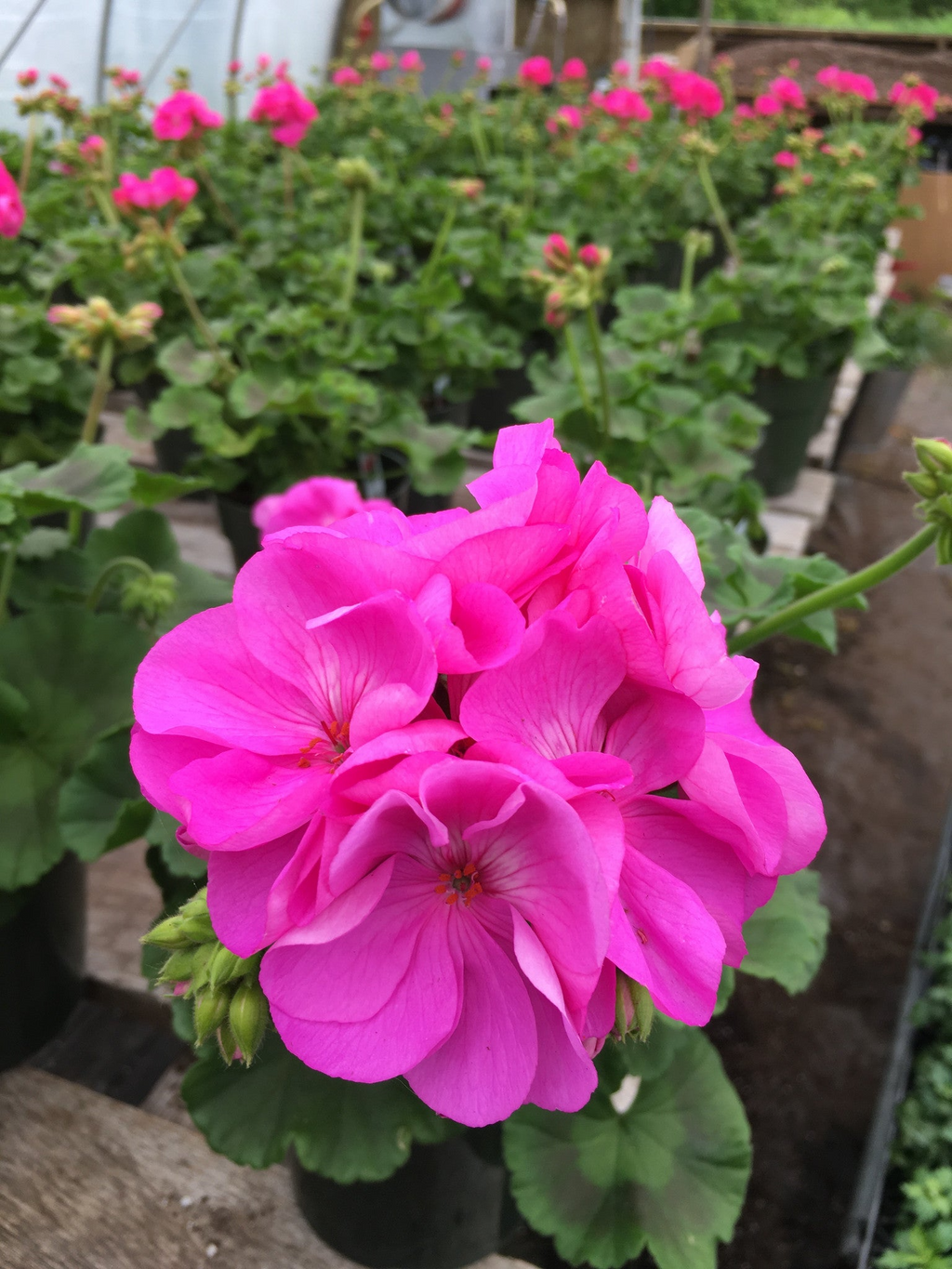 Bubblegum Pink Pelargonium Zonal Geranium Unrooted Cuttings — 4 (8" Each) for Containers & Hanging Baskets
