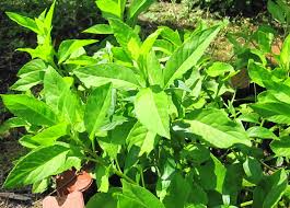 Longevity Spinach Cuttings (Gynura Procumbens) - 15 Pack | Perennial Edible Green