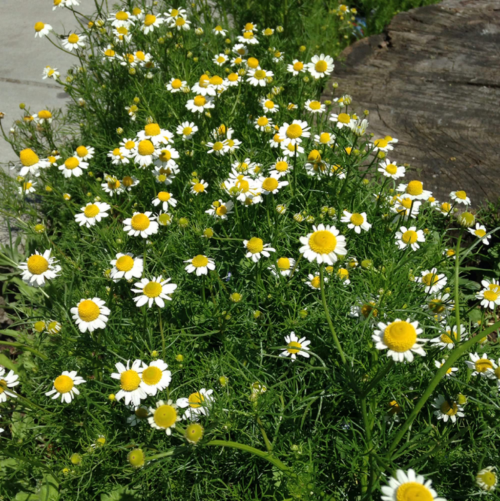 Chamaemelum nobile Seeds (Roman Chamomile) - 100 Seeds, Ground Cover Perennial