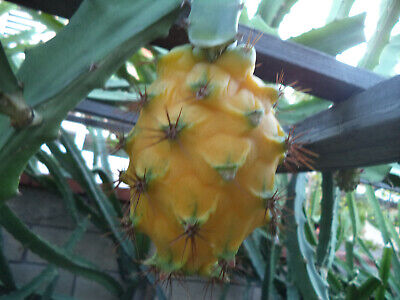 Yellow Dragon Fruit Palora Variety Cutting (3-4") for Rooting - Hylocereus megalanthus