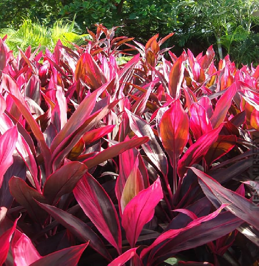 Hawaiian Dark Red/Green Hybrid Ti Leaf Cuttings (3) - 6" Starter Logs, Cordyline fruticosa