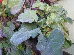 Purple Tree Kale Cuttings - 2 Unrooted Cuttings Brassica oleracea Perennial Edible Green