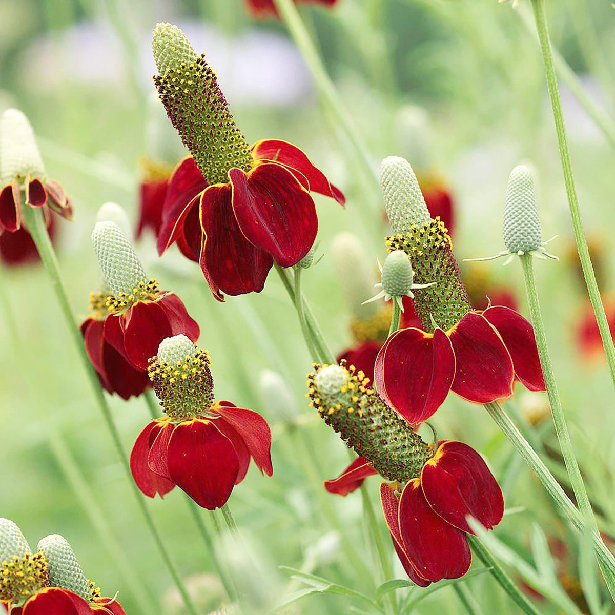 Mexican Hat (Ratibida columnifera) Seeds - 250 Seeds for Meadows & Pollinator Gardens