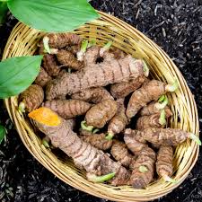 Turmeric Root Bulbs (Curcuma longa) | 6 Live Rhizomes, Tropical Ginger Family, Zones 8-11