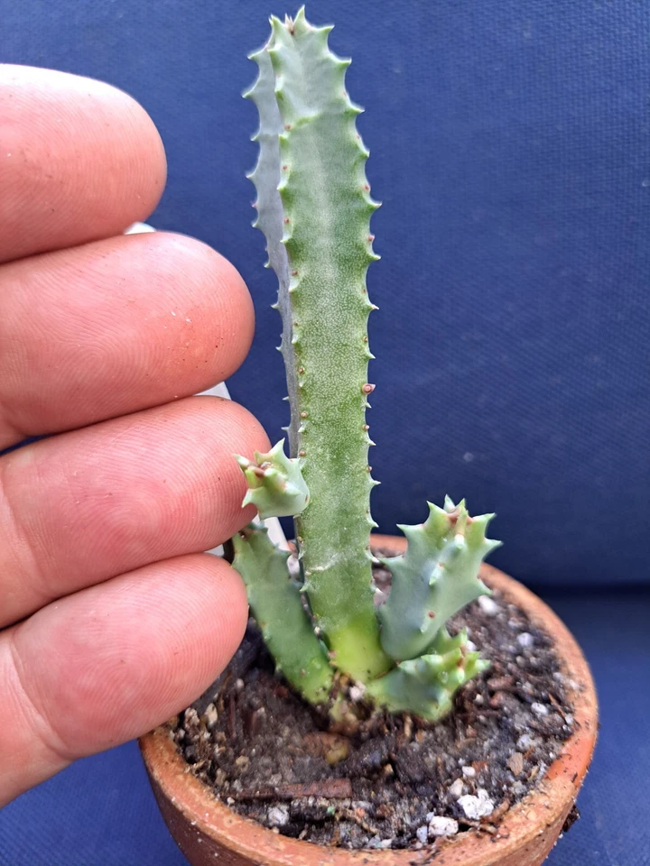 Huernia Hybrid G5 Cuttings (2) - Rare Succulent, Starfish Flowers, Bare Root