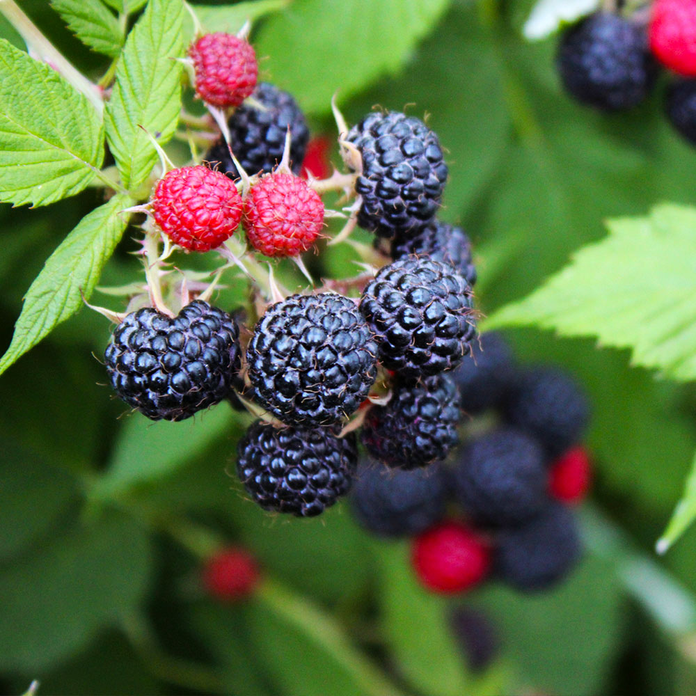 Cumberland Black Raspberry Plants (Rubus occidentalis) - 5 Pack, 1–2 Year Old Live Fruit Shrubs