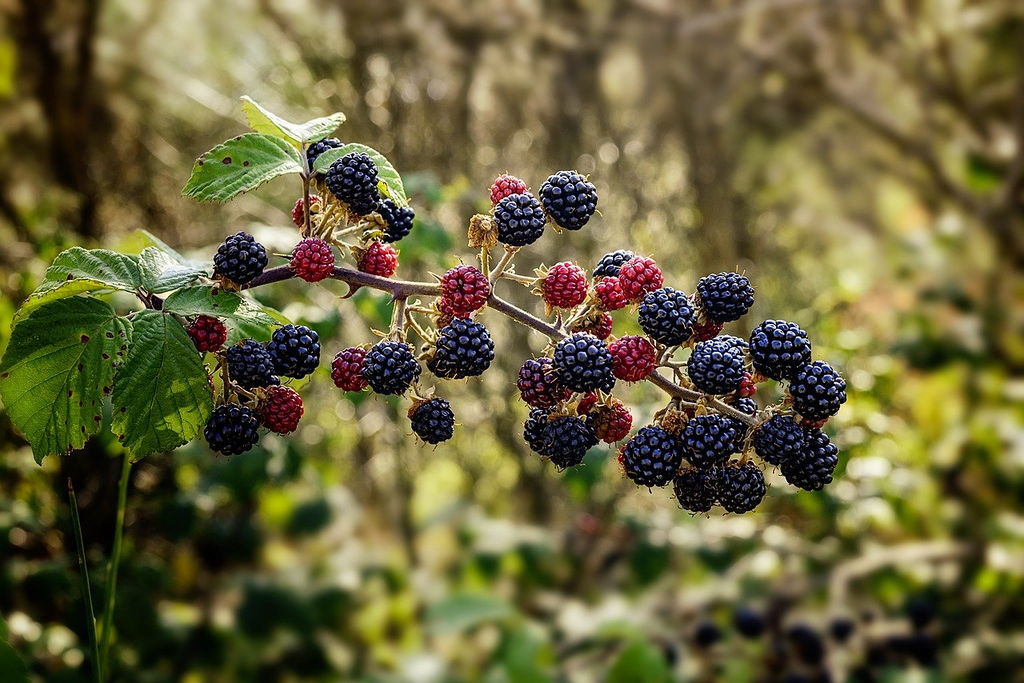 Organic Unrooted Thornless Blackberry Cuttings (10) Rubus fruticosus 5"-8"