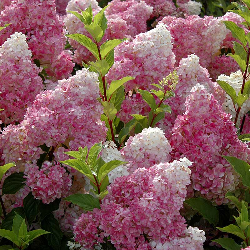 Hydrangea paniculata Vanillastrawberry Cuttings — 6 Rooted Plants, Pink/White Blooms, USDA Zones 4-9