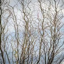 Corkscrew Willow Cuttings (Salix matsudana 'Tortuosa') - 10 Live Cuttings, Zones 3-10