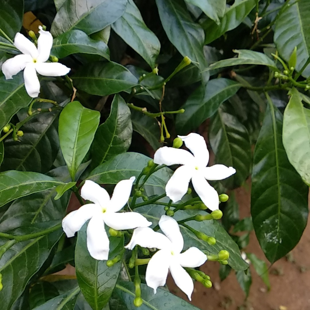 Crape Jasmine Cuttings (Tabernaemontana divaricata) - 12 Live Clippings, Fragrant White Pinwheel Flowers