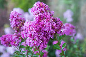 8 Purple Crape Myrtle Unrooted Cuttings 6-8" Lagerstroemia indica Light Purple Blooms