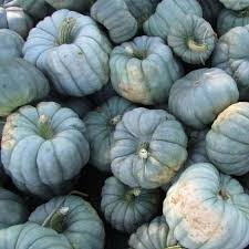 Jarrahdale Pumpkin Seeds - Blue Winter Squash (Cucurbita maxima) | 10 Seeds