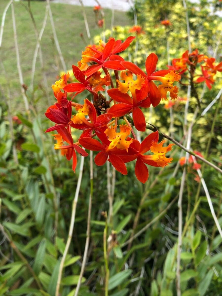 5 Rooted Cuttings Epidendrum radicans - Fire Star Ground Orchid