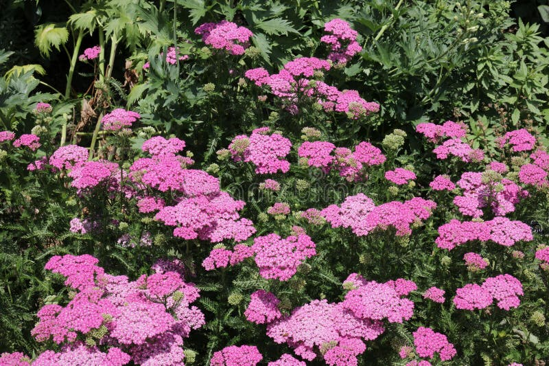 Yarrow Live Plant (Achillea millefolium) Starter Plant - Pollinator Garden
