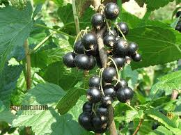 Ribes nigrum Seeds (Black Currant) - 25 Seeds - Alaska Grown, Zone 3 Hardy