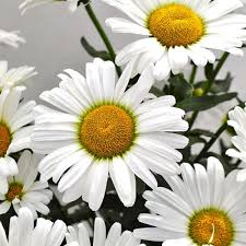1,000 Shasta Daisy Seeds | Leucanthemum × superbum – White Perennial Flowers for Borders & Pollinator Gardens