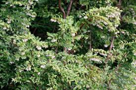 Vaccinium ovatum Cuttings - 6 Count | Evergreen Huckleberry Native Shrub