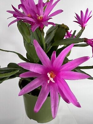 Pink Easter Cactus Cuttings (Rhipsalidopsis) - 3 Unrooted Cuttings, Minimum 2 Segments each