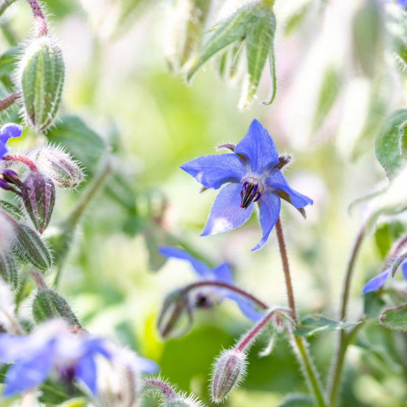 Borage (Borago officinalis) Seeds - 50 Count - Heirloom, Bee Friendly