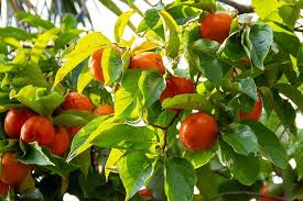 Persimmon Tree Cuttings - 3 Diospyros kaki, Japanese Persimmon - Rooting or Grafting (USDA 6-11)