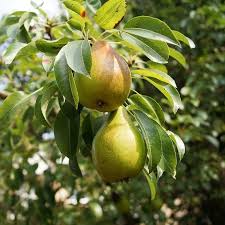 Shenandoah Pear Tree Scions (Unrooted Cuttings) — 3 x 10-12" Pyrus communis for Grafting & Rooting