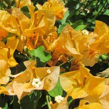 California Gold Bougainvillea Live Plant – Drought & Salt Tolerant, Full Sun, Zones 9-11