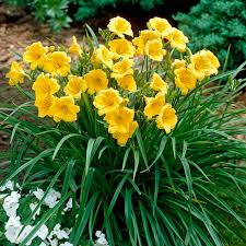 Stella D'Oro Daylily (Hemerocallis) Bare Root Plants - 5 Pack, Yellow, Cold Hardy