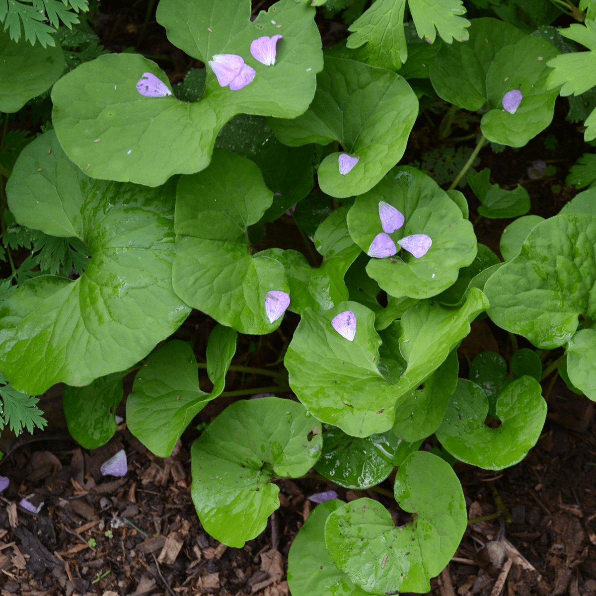 Wild Ginger Asarum Canadense Bare Root - 3 Plants | Native Shade Ground Cover