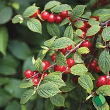 Nanking Cherry Cuttings (Prunus tomentosa) - 10 Unrooted, 6-8" Long