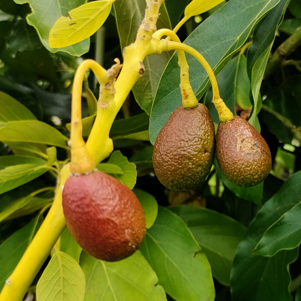 5 Cleopatra Avocado Unrooted Cuttings (Wax-Dipped) - Persea americana, Grafting Scions