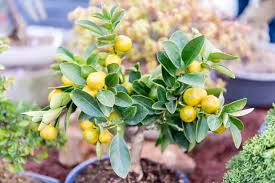 Perfume Lemon Seeds - Citrus limon for Bonsai & Indoor/Outdoor Growing (30 Seeds)