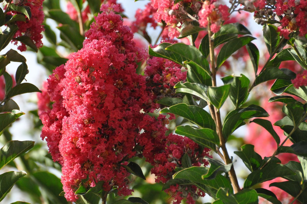 Pink Crape Myrtle (Lagerstroemia indica) - 10 Live Clippings, ~6 in, Organic Wild Grown, Easy to Root