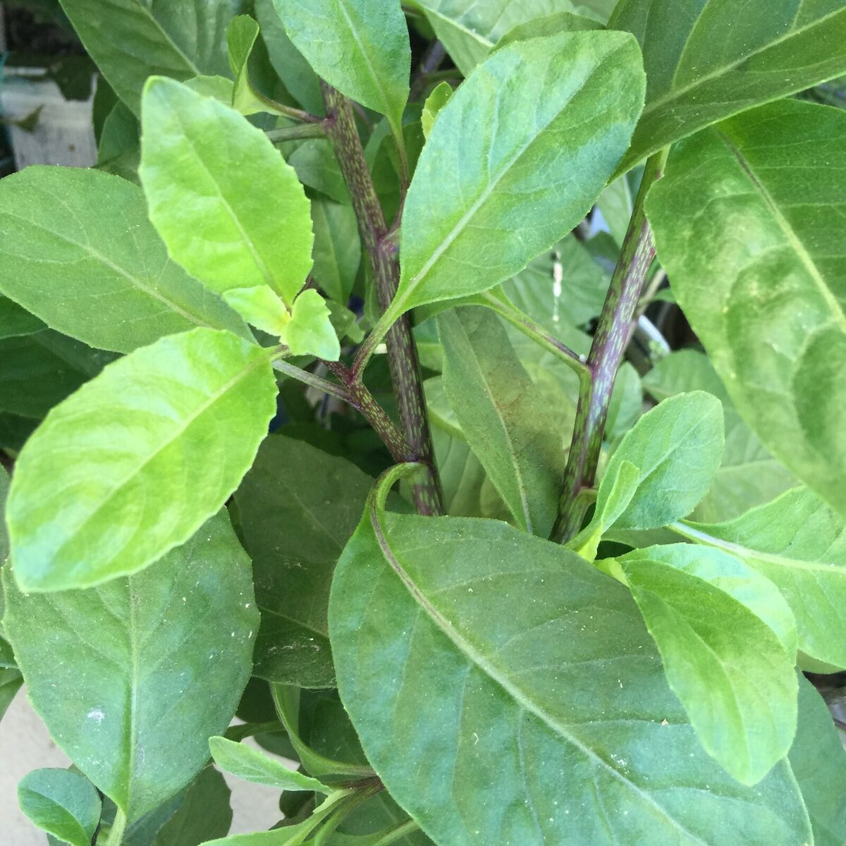 Longevity Spinach Gynura Procumbens Unrooted Cuttings - 5 x 4"